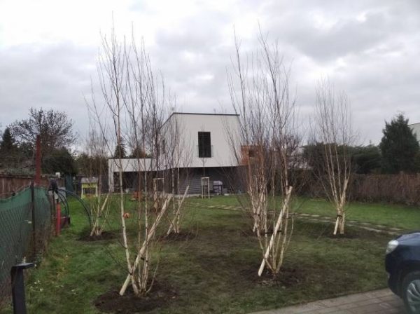 náhled Prodej vzrostlých dřevin - celá ČR